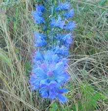 Attēlu rezultāti vaicājumam “Echium vulgare”