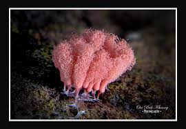 Attēlu rezultāti vaicājumam “Arcyria globosa macro”