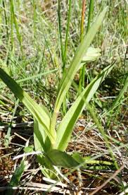 Attēlu rezultāti vaicājumam “Epipactis palustris bud”