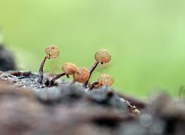 Attēlu rezultāti vaicājumam “Cribraria purpurea macro”