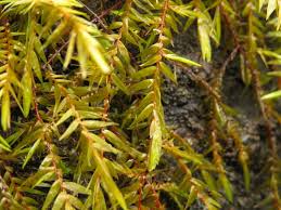 Attēlu rezultāti vaicājumam “Fontinalis antipyretica subsp. gracilis”