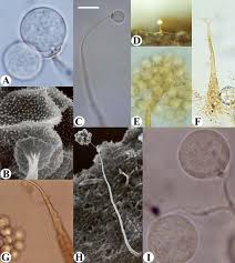 Attēlu rezultāti vaicājumam “Clastoderma debaryanum”