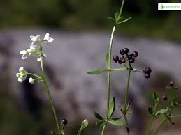 Attēlu rezultāti vaicājumam “Galium elongatum”