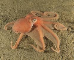 Image result for Chelmsford Octopush Club