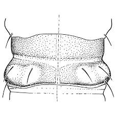 Attēlu rezultāti vaicājumam “Craspedosoma rawlinsi”