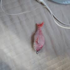 Image result for Rhomboplites aurorubens