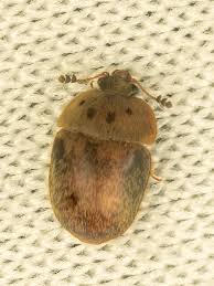 Attēlu rezultāti vaicājumam “Cychramus variegatus”