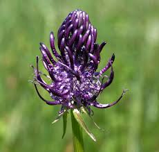 Attēlu rezultāti vaicājumam “Phyteuma spicatum fruit”
