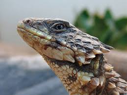 Attēlu rezultāti vaicājumam “Lycogala convexum sessile”