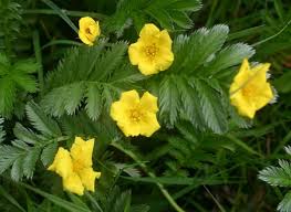 Image result for Potentilla anserina