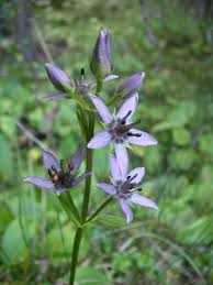 Attēlu rezultāti vaicājumam “Swertia perennis flower”