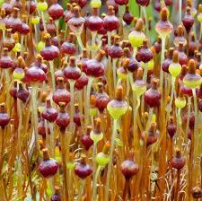 Attēlu rezultāti vaicājumam “Bryum weigelii macro”