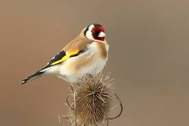 Attēlu rezultāti vaicājumam “Carduelis carduelis”