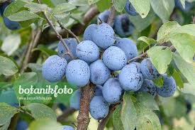 Attēlu rezultāti vaicājumam “Tranzschelia pruni-spinosae”