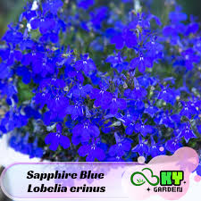 Image result for Lobelia erinus