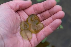 Attēlu rezultāti vaicājumam “Nostoc pruniforme”