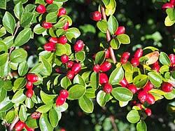 Attēlu rezultāti vaicājumam “Cotoneaster divaricatus”