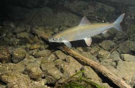 Image result for Coregonus lavaretus