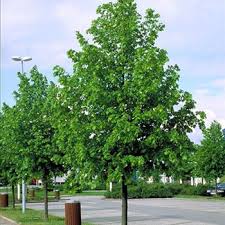 Attēlu rezultāti vaicājumam “Tilia x vulgaris”