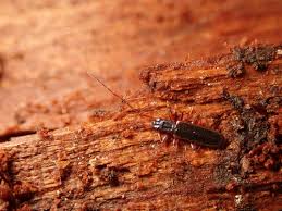 Attēlu rezultāti vaicājumam “Dendrophagus crenatus”