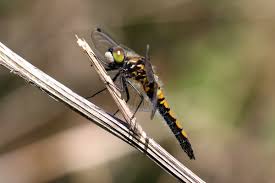 Attēlu rezultāti vaicājumam “Leucorrhinia pectoralis”
