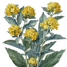 Attēlu rezultāti vaicājumam “Isatis tinctoria”