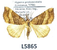 Attēlu rezultāti vaicājumam “Hypena proboscidalis”