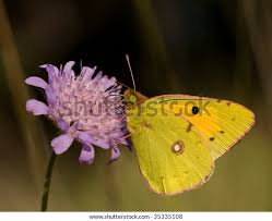 Attēlu rezultāti vaicājumam “Colias croceus”