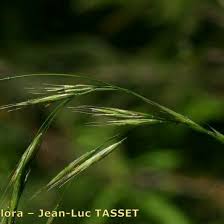 Attēlu rezultāti vaicājumam “Bromopsis benekenii”