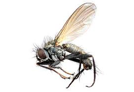 Attēlu rezultāti vaicājumam “Muscidae”