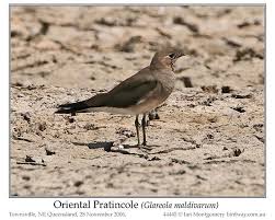 Image result for Glareola maldivarum