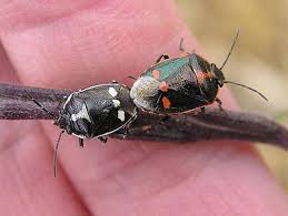 Attēlu rezultāti vaicājumam “Eurydema oleracea”