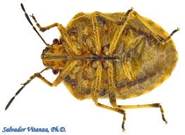 Attēlu rezultāti vaicājumam “Heteroptera”