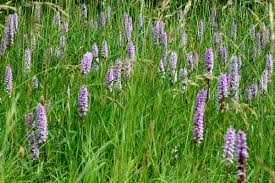 Attēlu rezultāti vaicājumam “Dactylorhiza fuchsii”