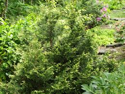 Attēlu rezultāti vaicājumam “Thuja plicata flower”
