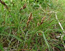 Attēlu rezultāti vaicājumam “Carex praecox”