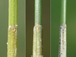 Attēlu rezultāti vaicājumam “Eleocharis quinqueflora”