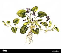 Image result for Veilchen