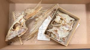 Image result for Albula vulpes