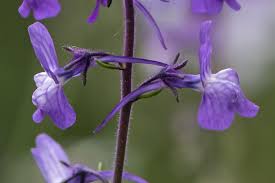 Attēlu rezultāti vaicājumam “Linaria loeselii”