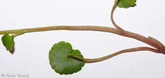 Attēlu rezultāti vaicājumam “Chrysosplenium alternifolium leaf”