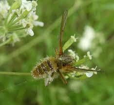 Attēlu rezultāti vaicājumam “Entomophthora”