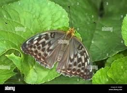 Attēlu rezultāti vaicājumam “Argynnis paphia female”
