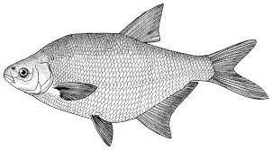 Image result for Abramis brama