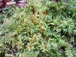 Attēlu rezultāti vaicājumam “Plagiomnium undulatum sporophyte”