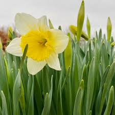 Attēlu rezultāti vaicājumam “Narcissus leaf”