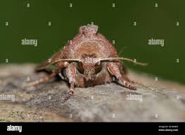 Attēlu rezultāti vaicājumam “Lacanobia contigua imago”