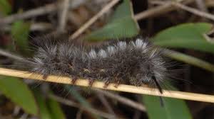 Attēlu rezultāti vaicājumam “Gynaephora selenitica”