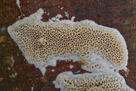 Attēlu rezultāti vaicājumam “Antrodia sinuosa”