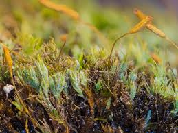 Attēlu rezultāti vaicājumam “Saelania glaucescens”